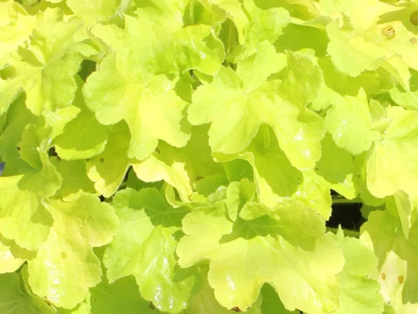Żurawka (Heuchera) CITRONELLE- sadzonki