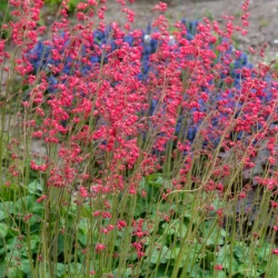 Żurawka krwista (Heuchera) LEUCHTKAFER - sadzonki