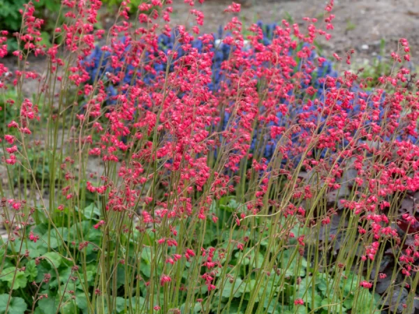 Żurawka krwista (Heuchera) LEUCHTKAFER - sadzonki
