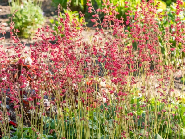 Żurawka krwista (Heuchera) LEUCHTKAFER - sadzonki