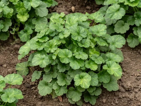 Żurawka krwista (Heuchera) LEUCHTKAFER - sadzonki