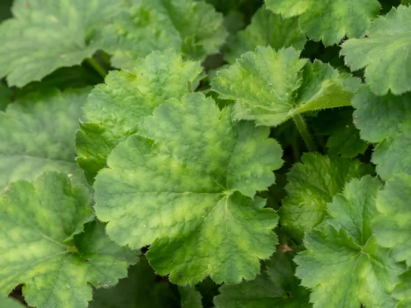 Żurawka krwista (Heuchera) LEUCHTKAFER - sadzonki
