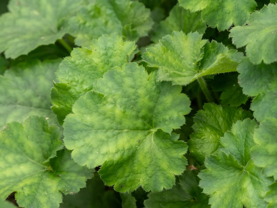zurawka-heuchera-leuchtkafer-sadzonki-4 Żurawka krwista (Heuchera) LEUCHTKAFER - sadzonki