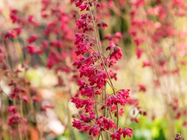 Żurawka krwista (Heuchera) LEUCHTKAFER - sadzonki