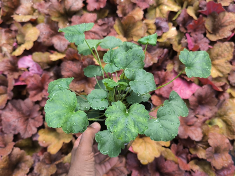 zurawka-heuchera-leuchtkafer-sadzonki-p11 Żurawka krwista (Heuchera) LEUCHTKAFER - sadzonki P11