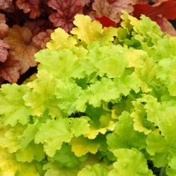 Żurawka (heuchera) LIME RICKEY - sadzonki