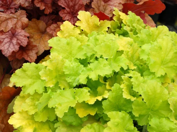 Żurawka (heuchera) LIME RICKEY - sadzonki