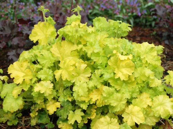 Żurawka (heuchera) LIME RICKEY - sadzonki