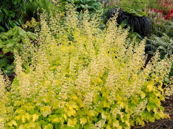 Żurawka (heuchera) LIME RICKEY - sadzonki