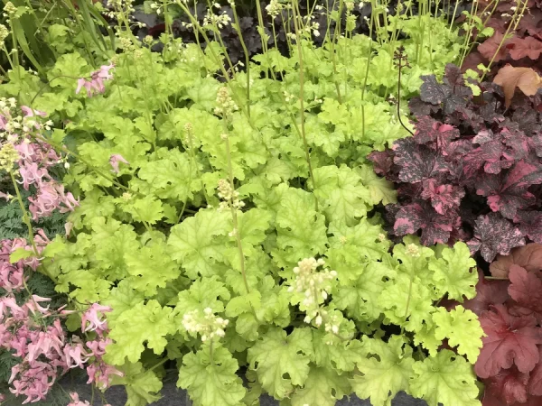 Żurawka (heuchera) LIME RICKEY - sadzonki