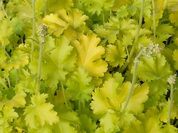 Żurawka (heuchera) LIME RICKEY - sadzonki