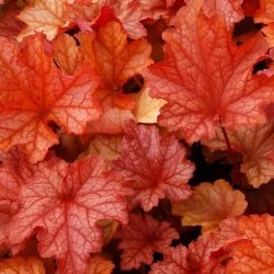 Żurawka (heuchera) PAPRIKA - sadzonki
