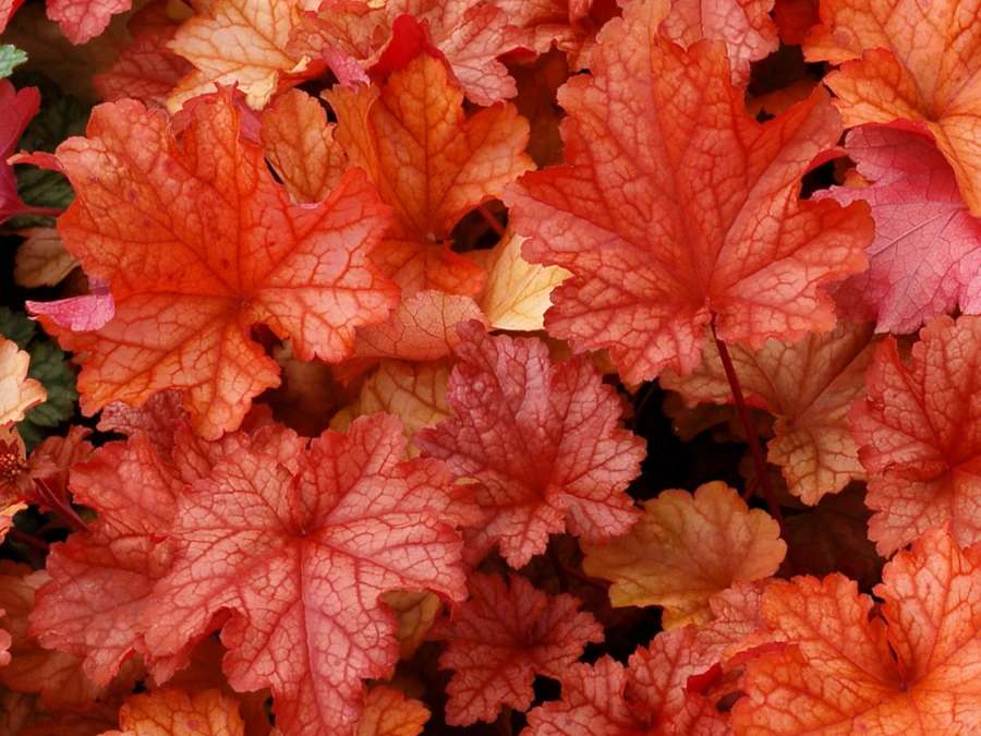 zurawka-heuchera-paprika-sadzonki-1 Żurawka (heuchera) PAPRIKA - sadzonki