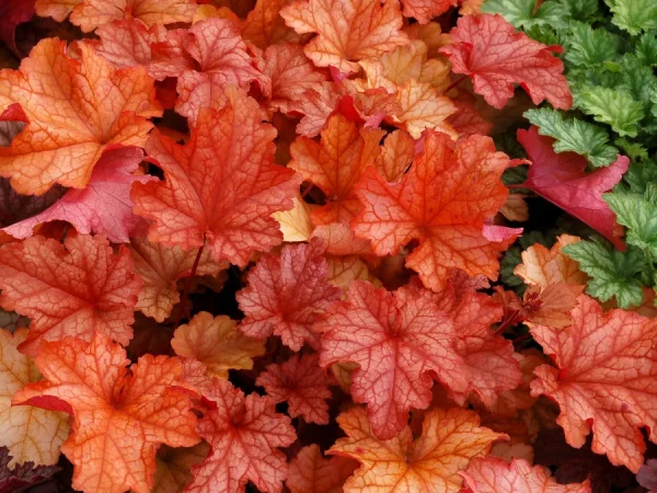Żurawka (heuchera) PAPRIKA - sadzonki