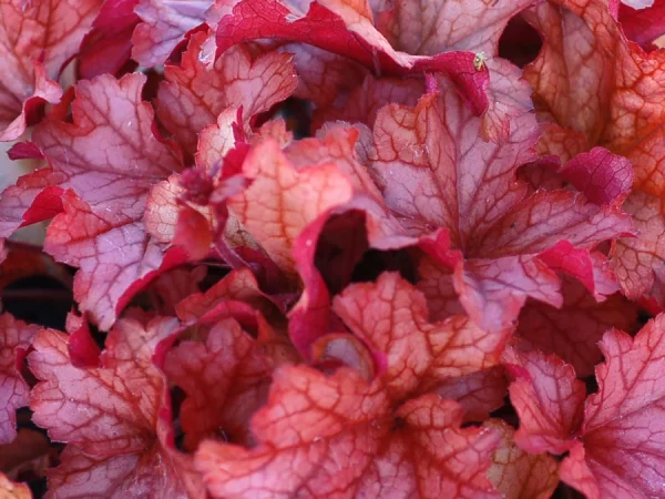 Żurawka (heuchera) PAPRIKA - sadzonki