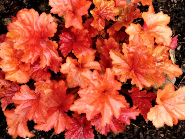 Żurawka (heuchera) PAPRIKA - sadzonki