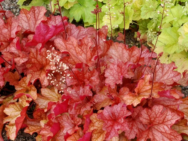 Żurawka (heuchera) PAPRIKA - sadzonki