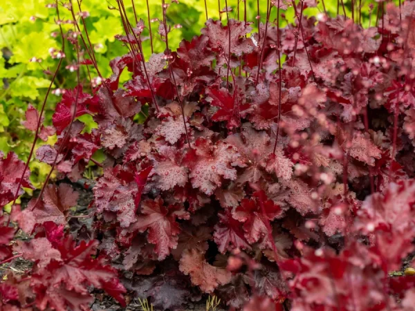 Żurawka (Heuchera) REX FIRE - sadzonki