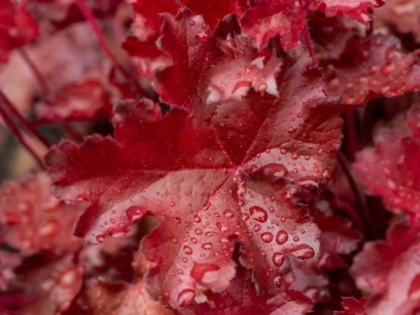 Żurawka (Heuchera) REX FIRE - sadzonki
