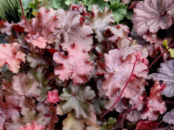 Żurawka (Heuchera) REX FIRE - sadzonki