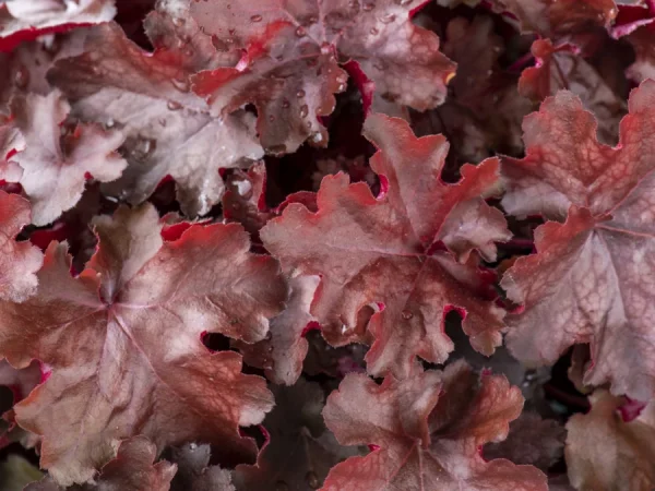Żurawka (Heuchera) REX FIRE - sadzonki