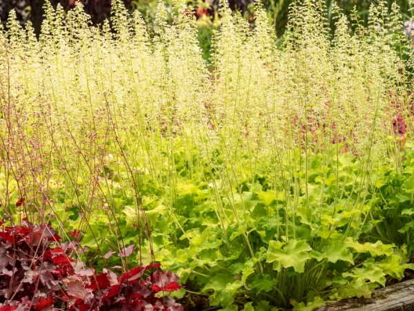 Żurawka (Heuchera) REX LIME - sadzonki