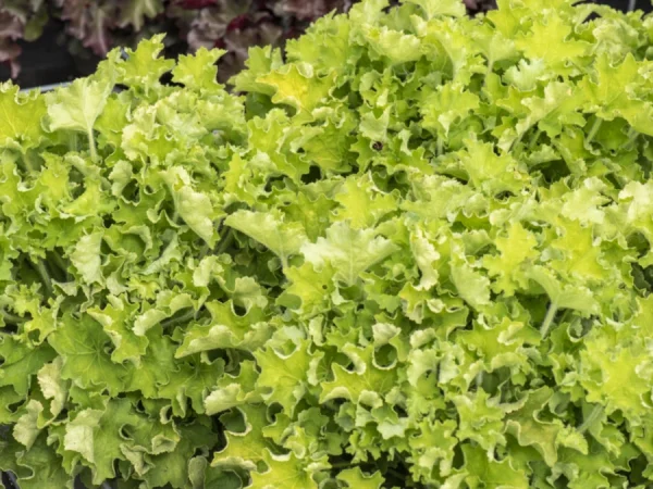 Żurawka (Heuchera) REX LIME - sadzonki