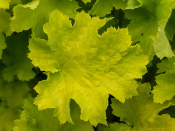 Żurawka (Heuchera) REX LIME - sadzonki