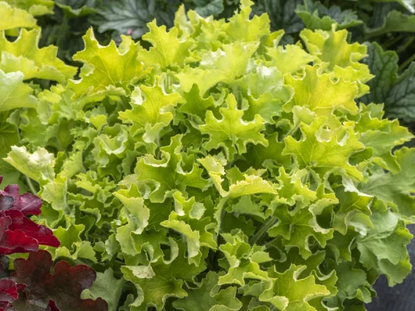 Żurawka (Heuchera) REX LIME - sadzonki
