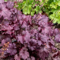 Żurawka (Heuchera) REX PURPLE- sadzonki