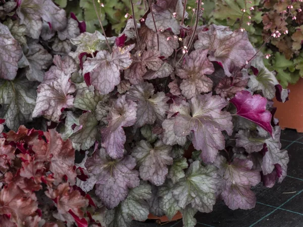 Żurawka (Heuchera) REX PURPLE- sadzonki