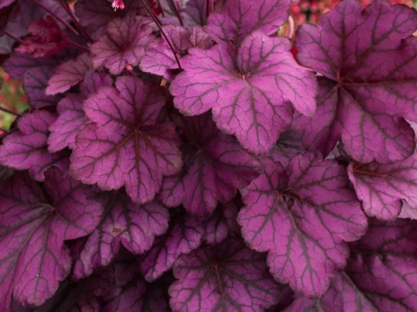 Żurawka (heuchera) WILD ROSE - sadzonki