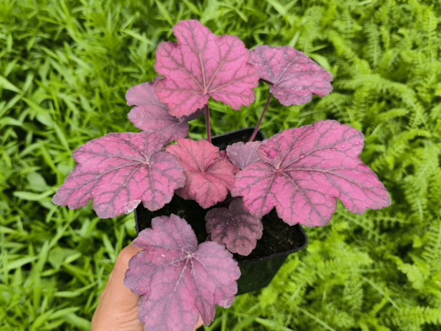 zurawka-heuchera-wild-rose-sadzonki-P13 Żurawka (heuchera) WILD ROSE - Sadzonki P13