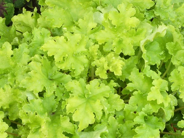 Żurawka (heuchera) LIME MARMALADE - sadzonki