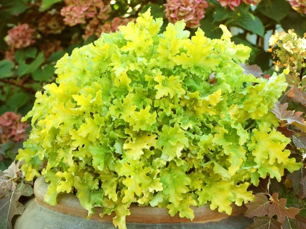 Żurawka (heuchera) LIME MARMALADE - sadzonki
