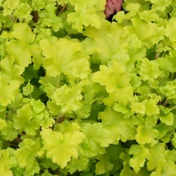 Żurawka (heuchera) LIME MARMALADE - sadzonki