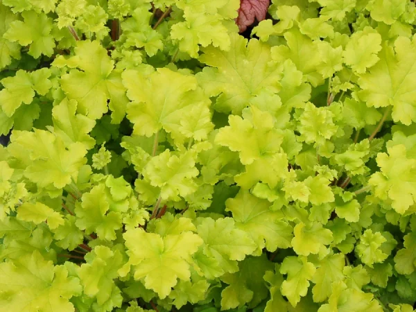 Żurawka (heuchera) LIME MARMALADE - sadzonki