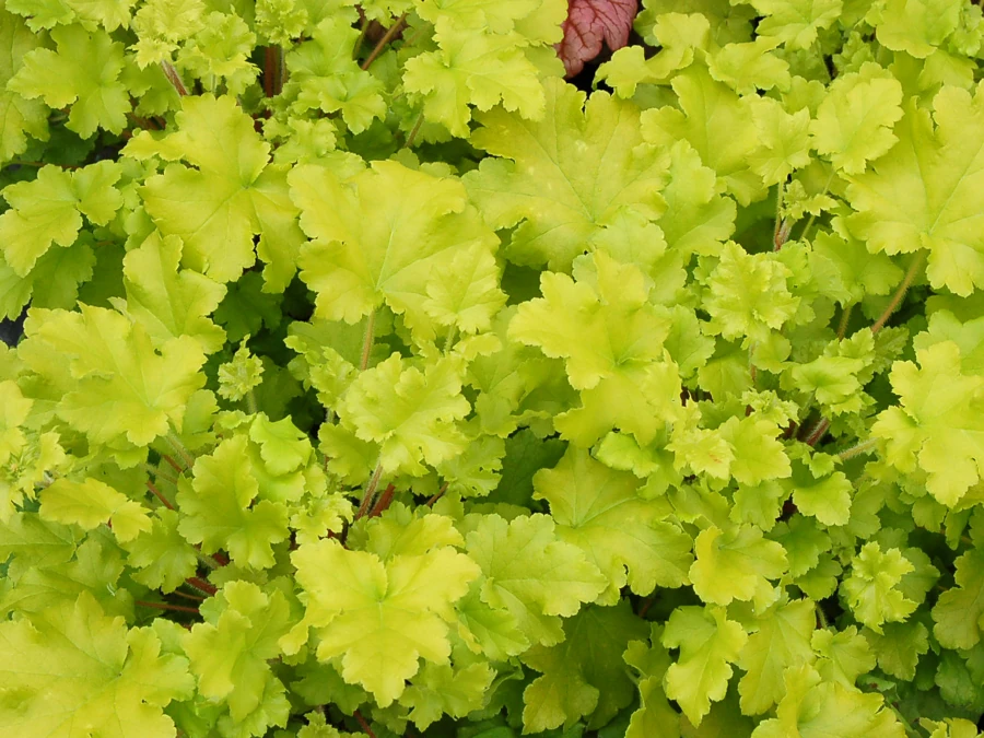 Żurawka (heuchera) LIME MARMALADE - sadzonki