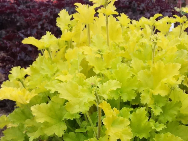 Żurawka (heuchera) LIME MARMALADE - sadzonki