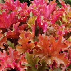 Żurawka (heuchera) MARMALADE - sadzonki