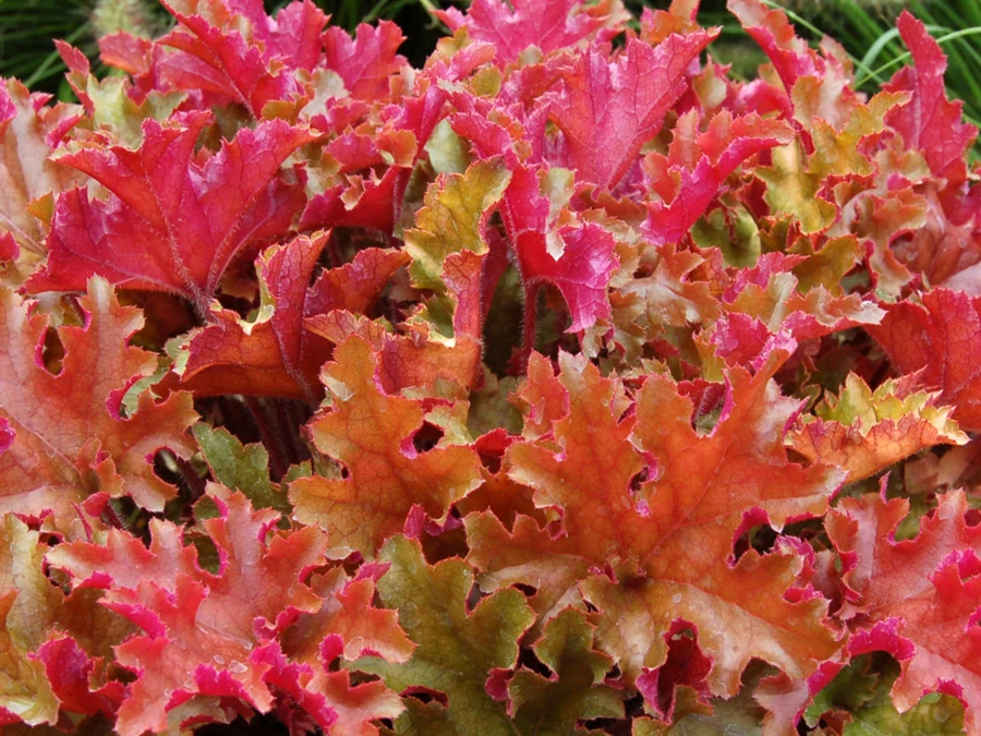 zurawka-marmalade-sadzonki-1 Żurawka (heuchera) MARMALADE - sadzonki