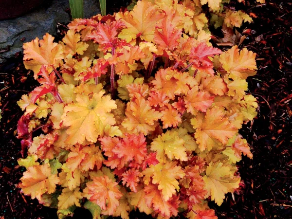 Żurawka (heuchera) MARMALADE - sadzonki