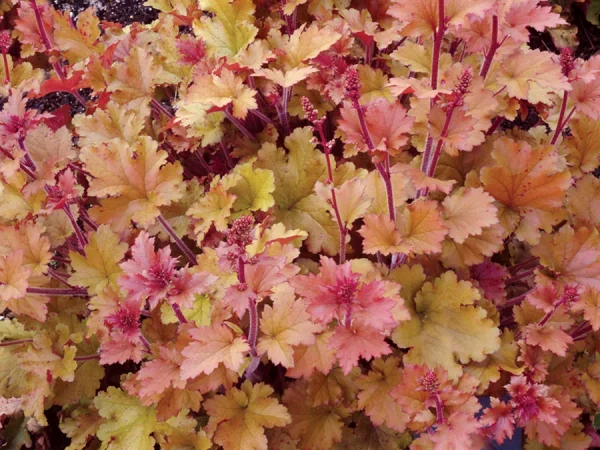 Żurawka (heuchera) MARMALADE - sadzonki