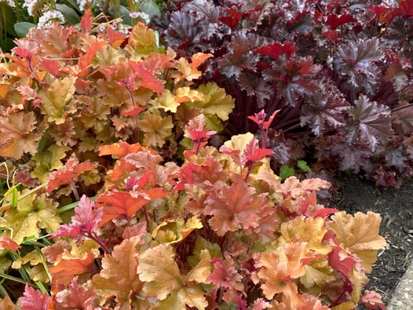 Żurawka (heuchera) MARMALADE - sadzonki