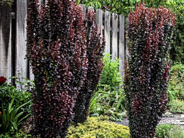 Berberys thunberga HELMOND PILLAR - sadzonki