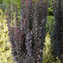 Berberys thunberga HELMOND PILLAR - sadzonki