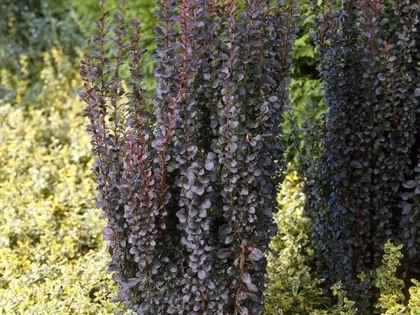 Berberys thunberga HELMOND PILLAR - sadzonki