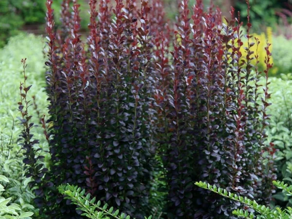 Berberys thunberga HELMOND PILLAR - sadzonki