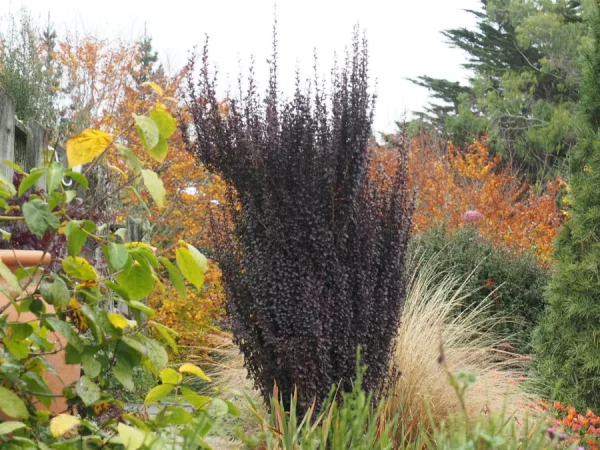 Berberys thunberga HELMOND PILLAR - sadzonki
