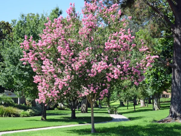 Lagerstremia indyjska ROSEA - sadzonki